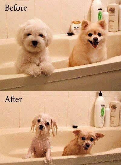 before and after.jpg