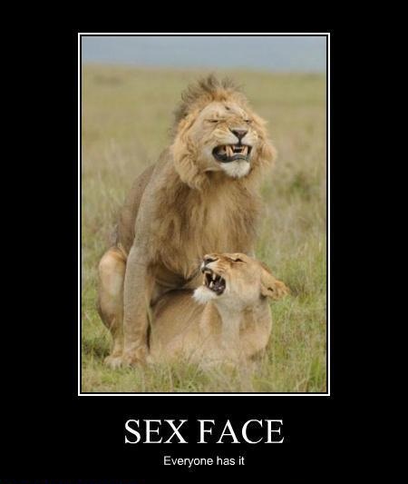 sexface.jpg