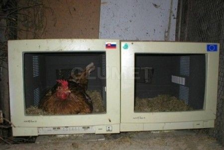 kotkodak-ja-len-tisko-monitorujem-okolie.jpg