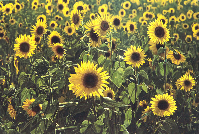 4-flrs_500sunflowers.jpg